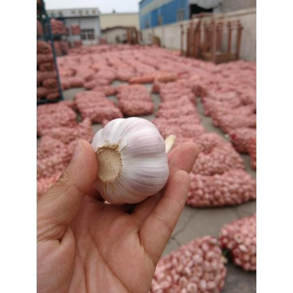 2018 New Crop chinese fresh garlic #4 image