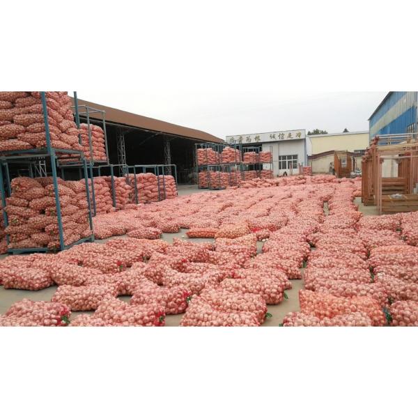 2018 New Crop fresh garlic from china #5 image