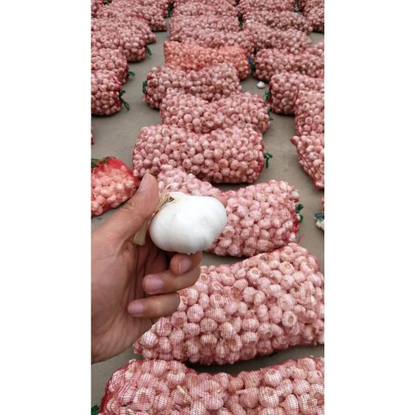 2018 New Crop fresh garlic from china #3 image