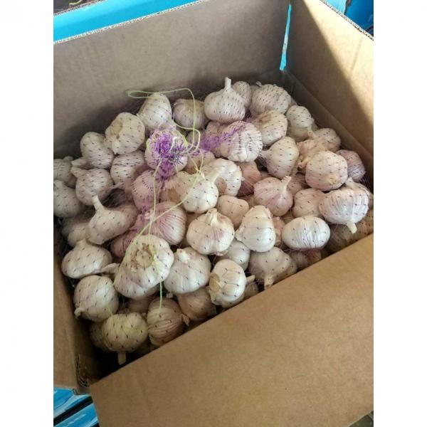 NORMAL WHITE GARLIC WITH CARTON PACKAGE TO SENEGAL MARKET FROM CHINA #1 image