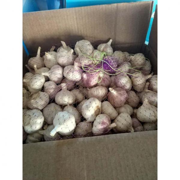 NORMAL WHITE GARLIC WITH CARTON PACKAGE TO SENEGAL MARKET FROM CHINA #2 image