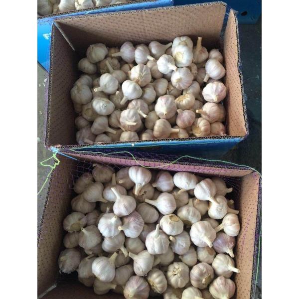 NORMAL WHITE GARLIC WITH CARTON PACKAGE TO SENEGAL MARKET FROM CHINA #3 image
