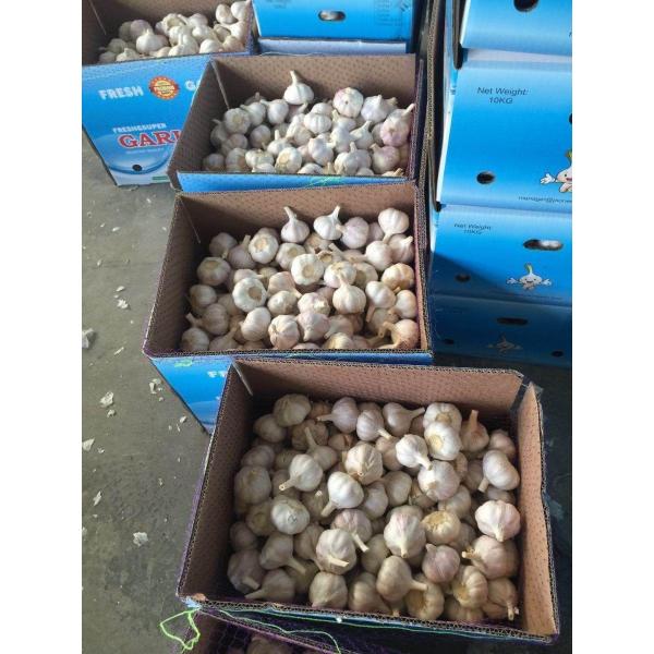 NORMAL WHITE GARLIC WITH CARTON PACKAGE TO SENEGAL MARKET FROM CHINA #4 image
