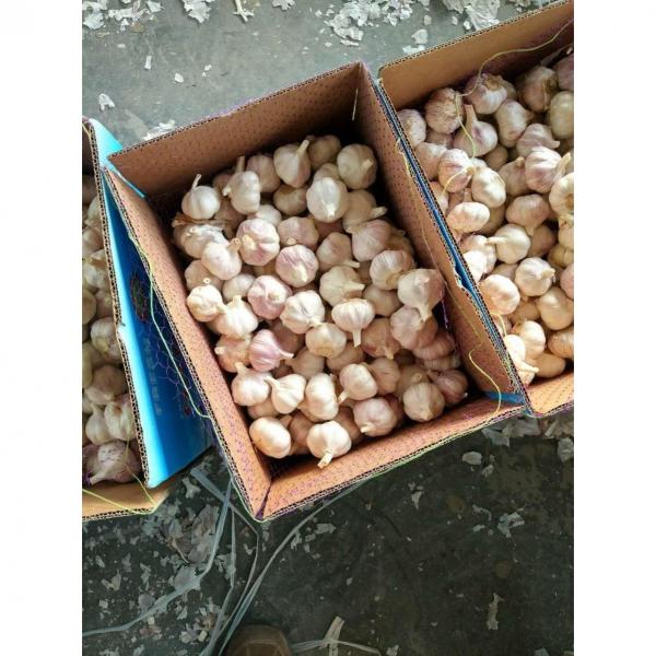 NORMAL WHITE GARLIC WITH CARTON PACKAGE TO SENEGAL MARKET FROM CHINA #5 image