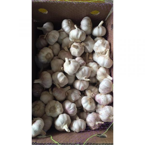 2018 New Crop fresh garlic with 10KG Loose Carton package from china factory #3 image