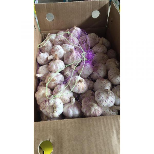 2018 New Crop fresh garlic with 10KG Loose Carton package to Brazil #2 image