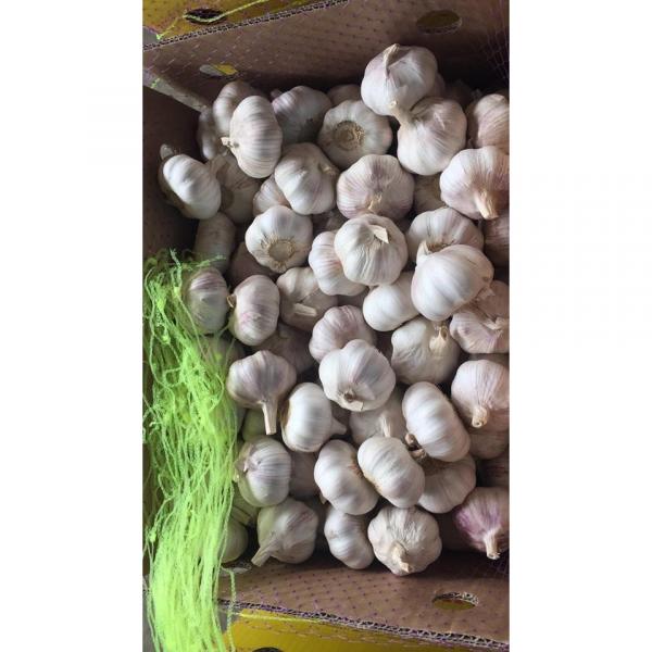 2018 New Crop fresh garlic with 10KG Loose Carton package from china factory #2 image