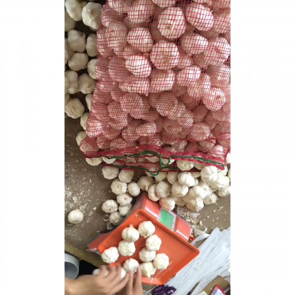 2018 New Crop pure white garlic with 10KG Loose Carton package to EU Market #1 image