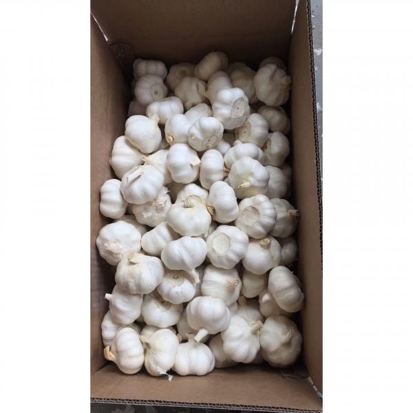 2018 New Crop pure white garlic with 10KG Loose Carton package to EU Market #2 image