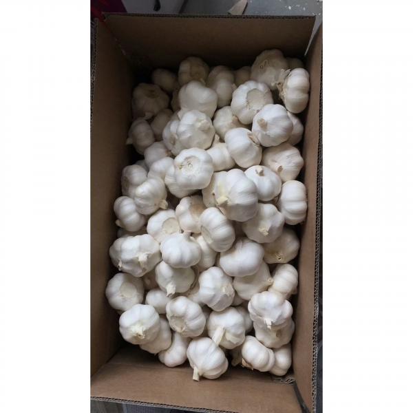 2018 New Crop pure white garlic with 10KG Loose Carton package to EU Market #3 image