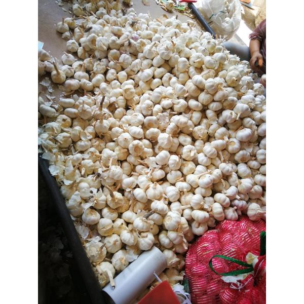 2018 pure white garlic to Japan Market with 500g/bag #3 image