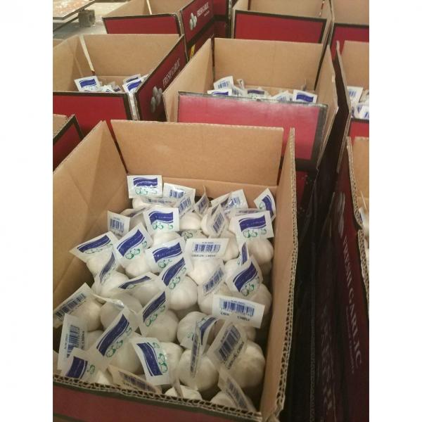 2018 pure white garlic with 200g *50 carton package to Turkey #5 image