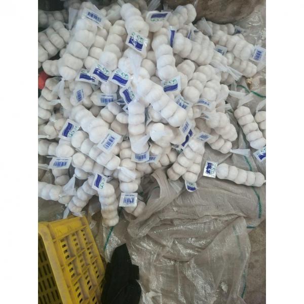 pure white garlic with tube package to Turkey Market 2018 new crop #1 image