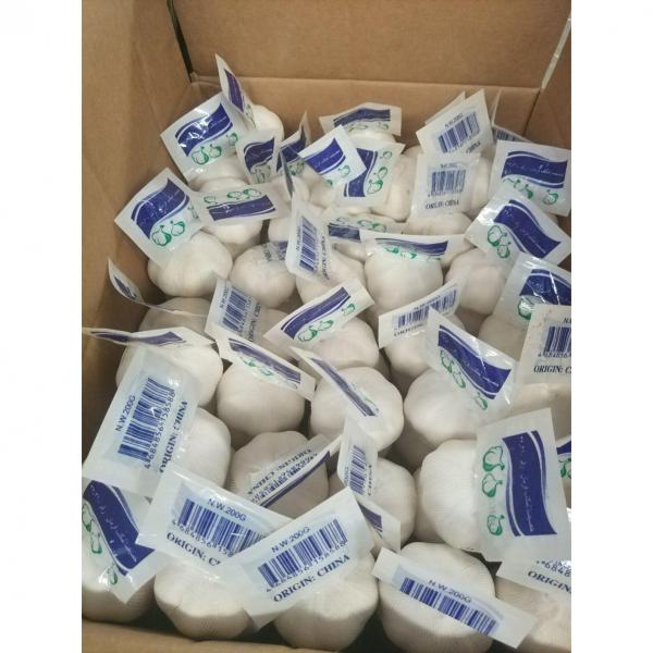pure white garlic with tube package to Turkey Market 2018 new crop #3 image