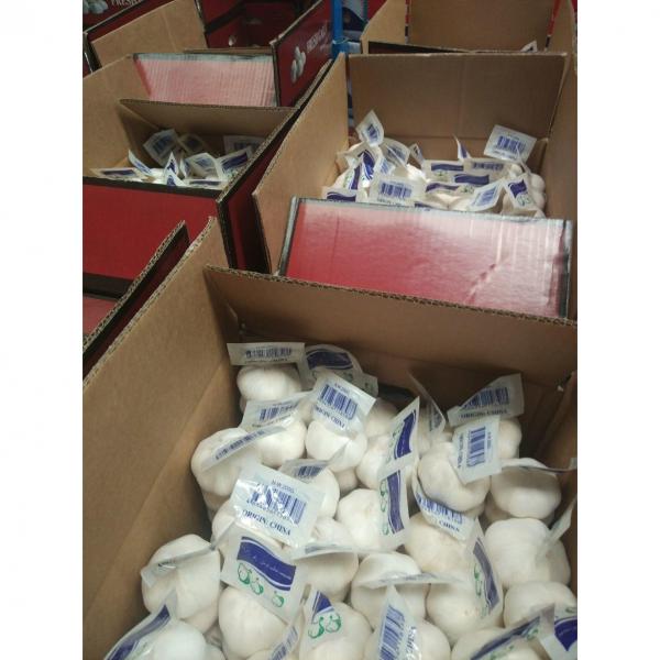 2018 pure white garlic with tube package to Turkey Market #5 image