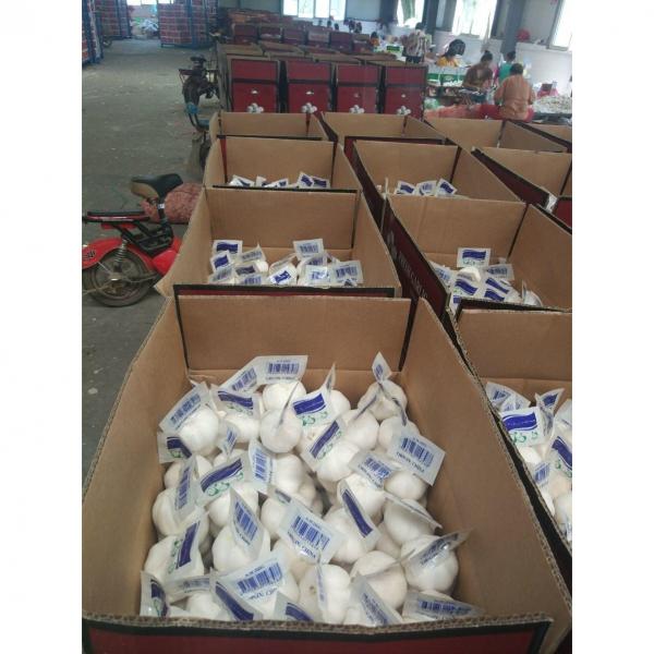 2018 china pure white garlic with tube & carton package to Turkey #1 image