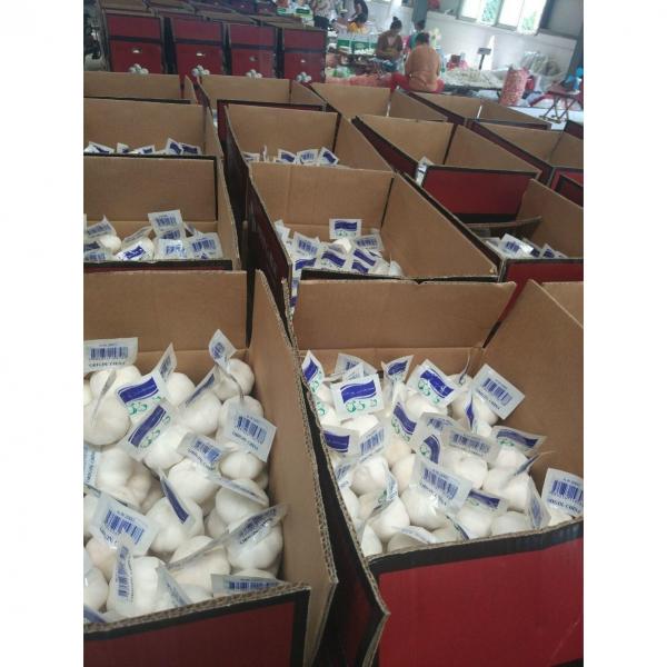 pure white garlic with tube package to Turkey Market 2018 new crop #5 image