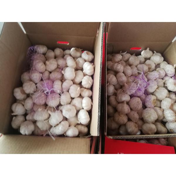 2018 pure white garlic with 10KG loose package to Angola Market #1 image