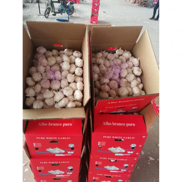 2018 china pure white garlic with 10KG loose package to Angola Market #4 image