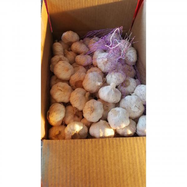 2018 pure white garlic with 10KG loose package to Angola Market #5 image