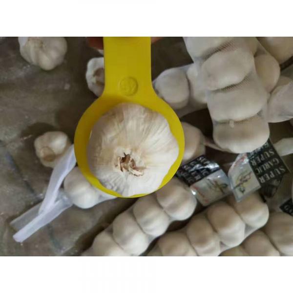 tube bag packed china pure white garlic to Kuwait Market #3 image