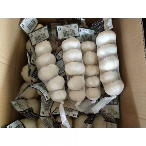 tube bag packed china pure white garlic to Kuwait Market #4 image