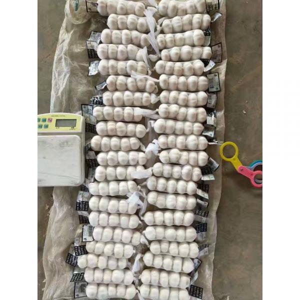 tube bag packed china pure white garlic to Kuwait Market #2 image