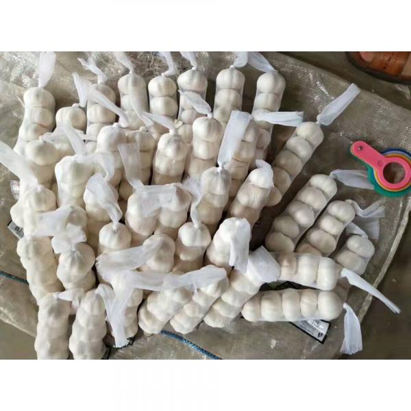 2018 China pure white garlic with tube package to Kuwait Market #2 image