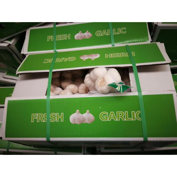 2018 pure white garlic with carton package to Nicaragua Market #1 image