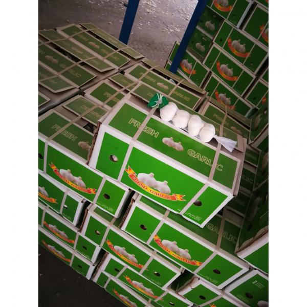 2018 pure white garlic with carton package to Nicaragua Market #2 image