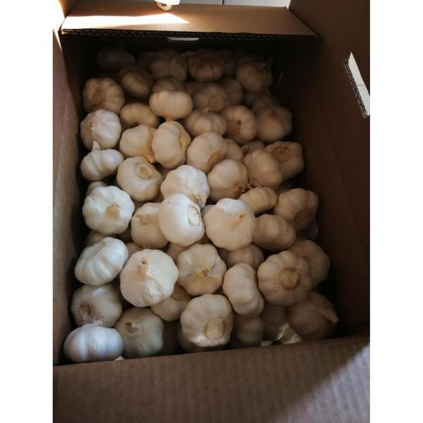 2018 pure white garlic with carton package to Nicaragua Market #4 image