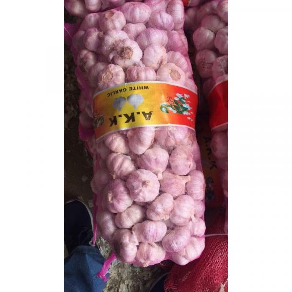china new crop garlic with 10kg Meshbag package to TT （Trinidad and Tobago ）Market #5 image