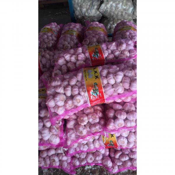 china new crop garlic with 10kg Meshbag package to TT （Trinidad and Tobago ）Market #4 image