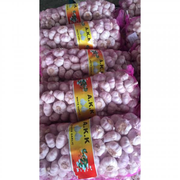2018 china new crop garlic with 10kg Meshbag package to TT （Trinidad and Tobago ）Market #5 image