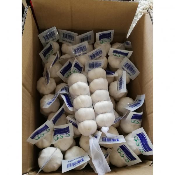 2018 pure white garlic with tube & carton package to Midddle East Market #1 image