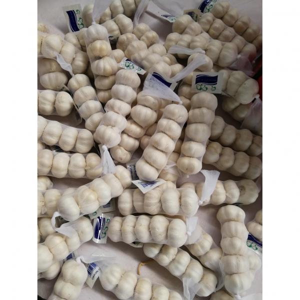 2018 pure white garlic with tube & carton package to Midddle East Market #3 image
