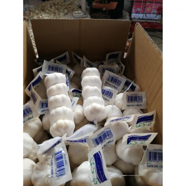 2018 china pure white garlic with 200g tube package to Midddle East Market #1 image