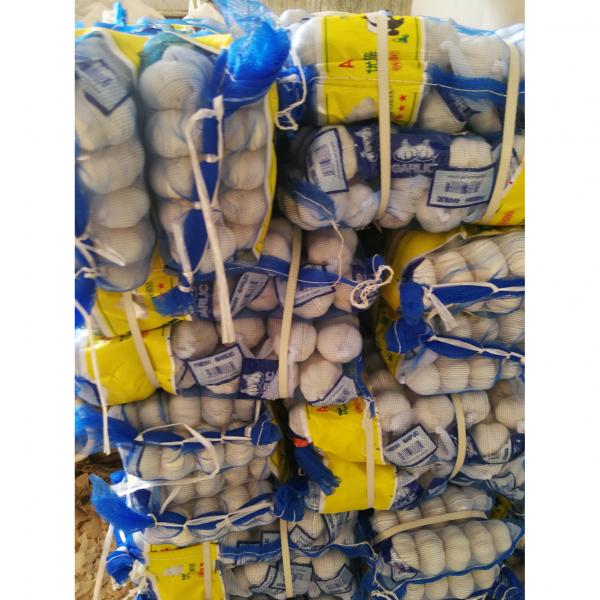 china pure white garlic with meshbag package to Turkey Market #1 image