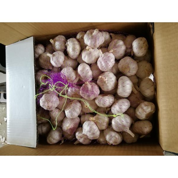 China Normal white garlic with meshbag& carton package to Russia Market #2 image