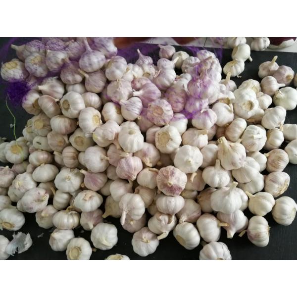 China Normal white garlic with meshbag& carton package to Russia Market #4 image