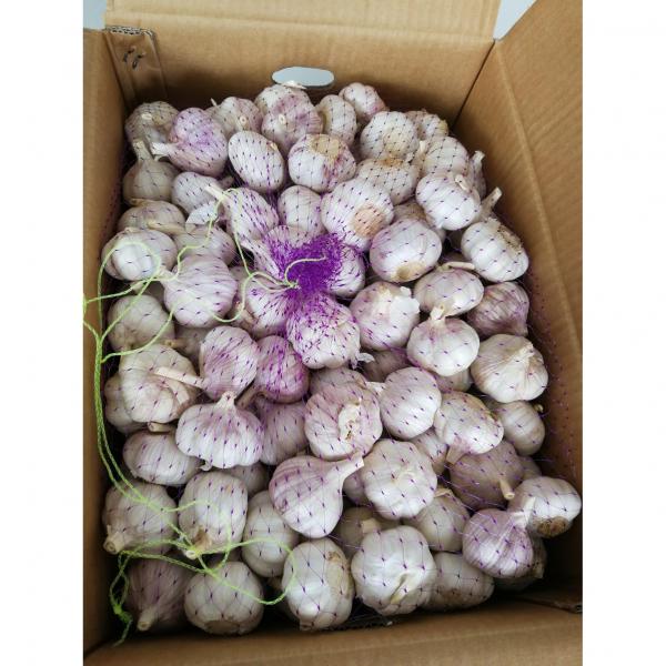China Normal white garlic with meshbag& carton package to Russia Market #3 image
