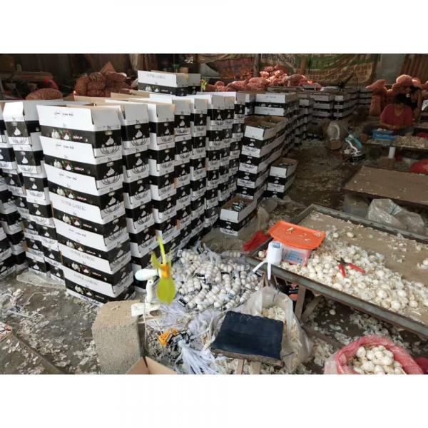 2018 pure white garlic with meshbag& carton package to Iraq Market #1 image