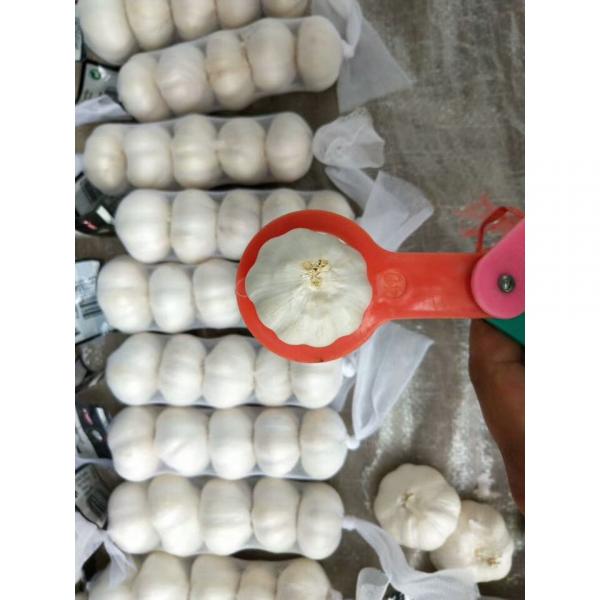china pure white garlic with meshbag& carton package to Iraq Market #1 image