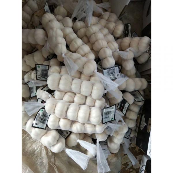 china pure white garlic with meshbag& carton package to Iraq Market #3 image