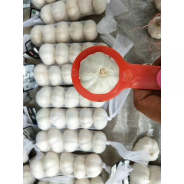 china pure white garlic with meshbag& carton package to Iraq Market #4 image