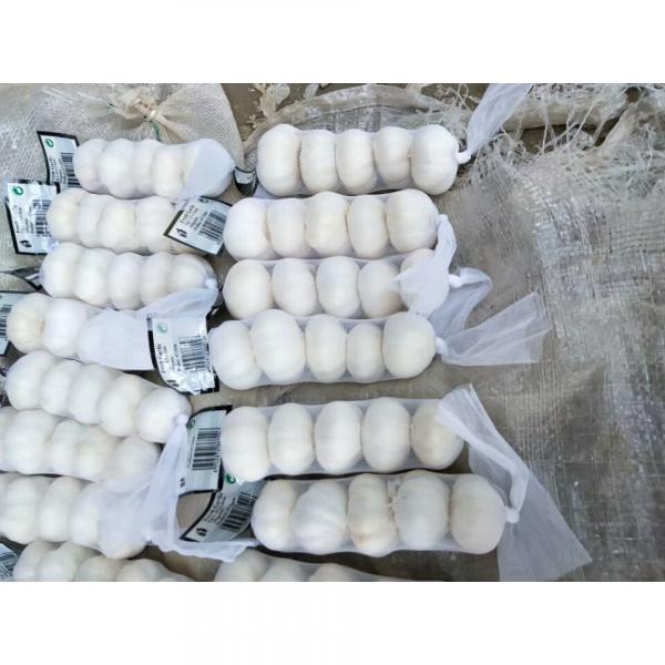 pure white garlic with meshbag& carton package to Iraq Market from china ,2018 #1 image