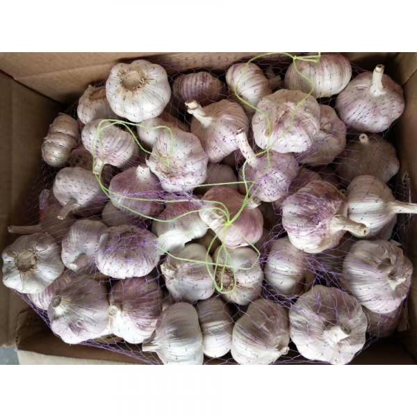 10KG Loose carton package Normal white garlic to Brazil Market #3 image