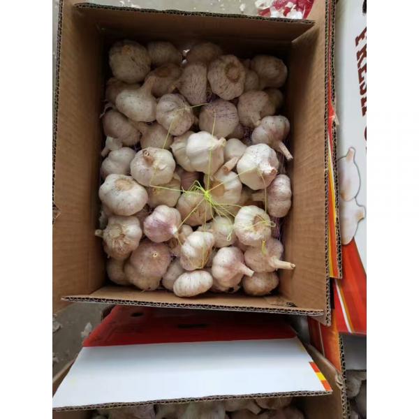 Normal white garlic with 10KG Loose carton package to Brazil Market #2 image