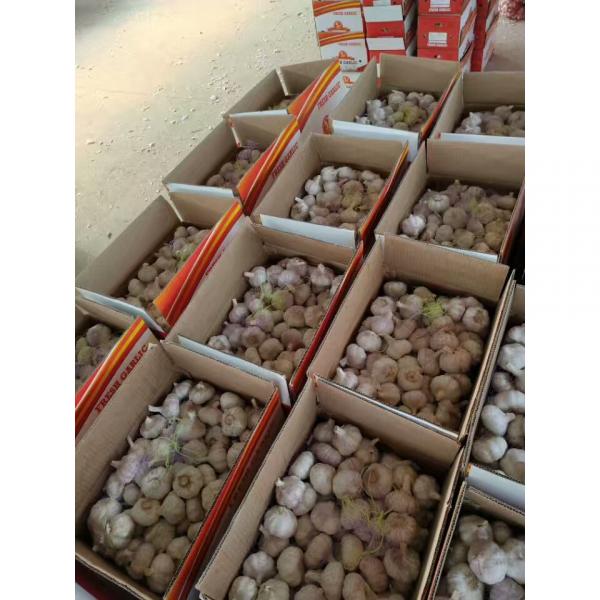 10KG Loose carton package Normal white garlic to Brazil Market #2 image