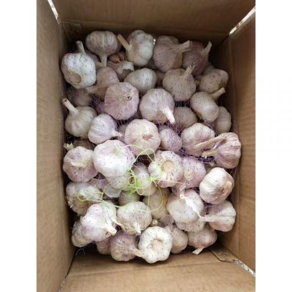 China 10KG Loose carton package Normal white garlic to Brazil Market #5 image